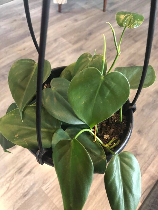 philodendron cordatum