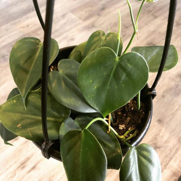 philodendron cordatum