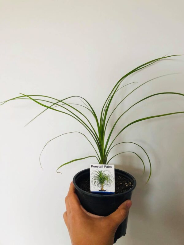 ponytail palm