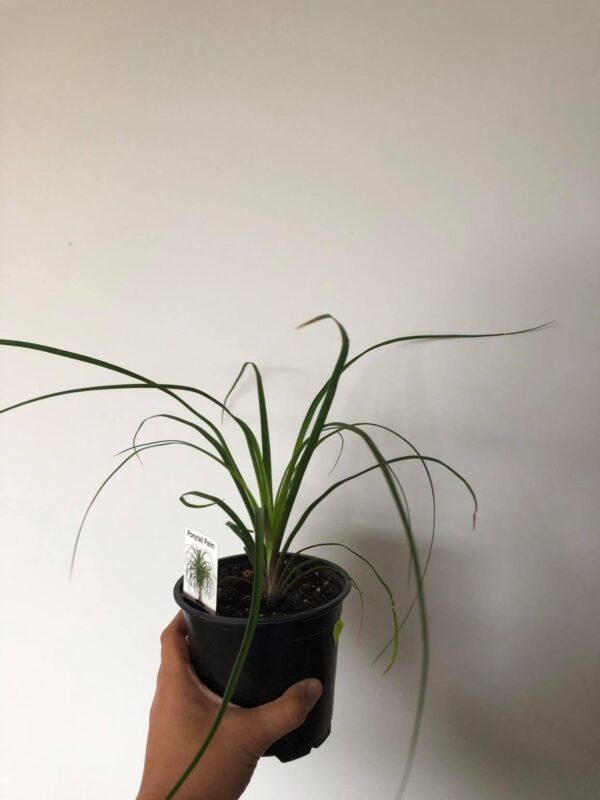 ponytail palm