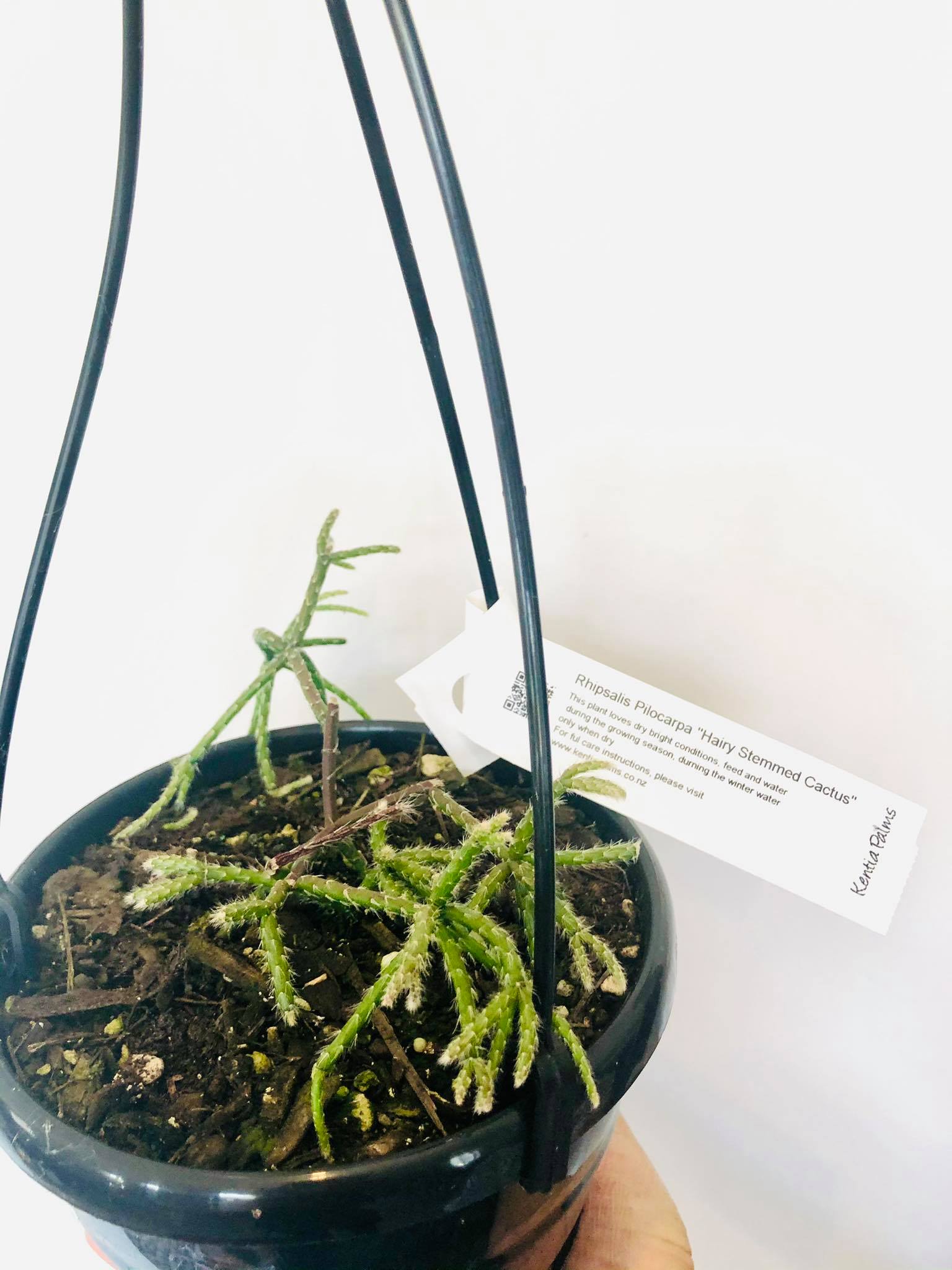 Rhipsalis Pilocarpa - 'Hairy-stemmed cactus' - Living Gifts by Lola