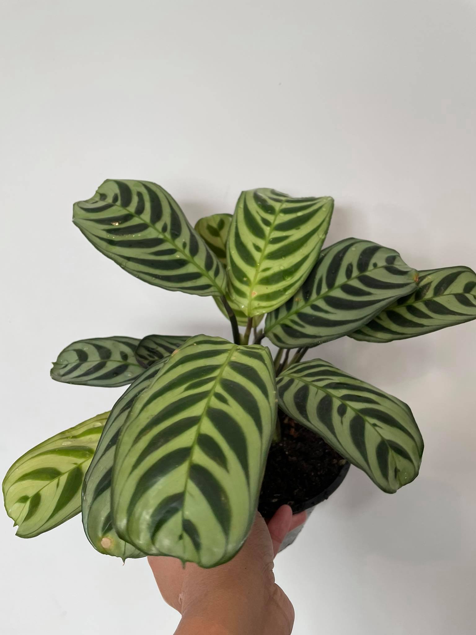 Ctenanthe Burle Marxii ‘Fishbone Prayer Plant’ - Living Gifts by Lola