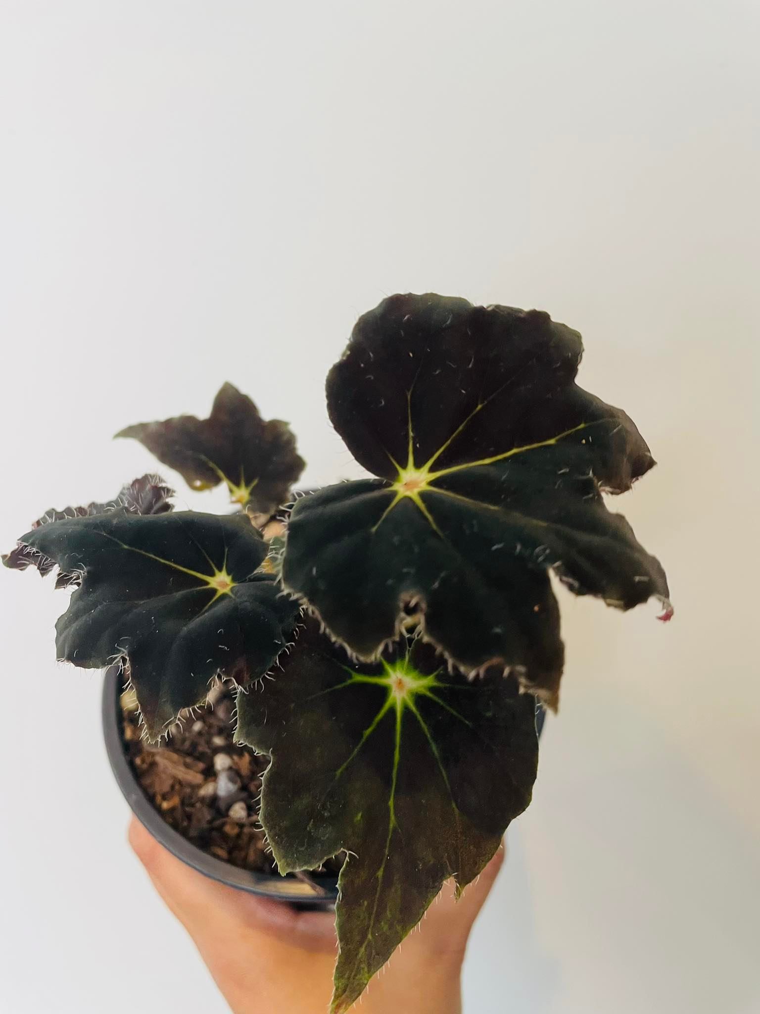 Exotic Elegance: The Captivating Black Mamba Begonia Flower