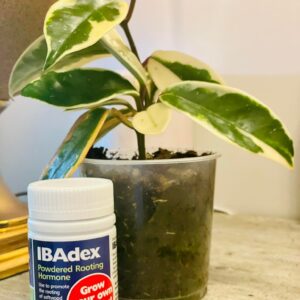 Ibadex Rooting Hormone 25g